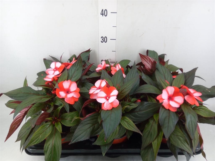 <h4>Impatiens NG 'ColPow Coral Flame'</h4>