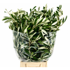 Olive Italia