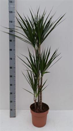 <h4>Dra Marginata</h4>