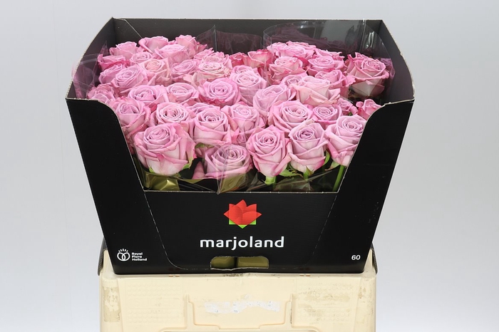 <h4>Rosa Gr Nayeli!</h4>