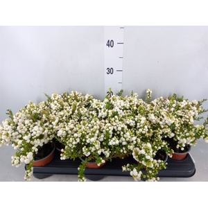 Gaultheria   ...white berry