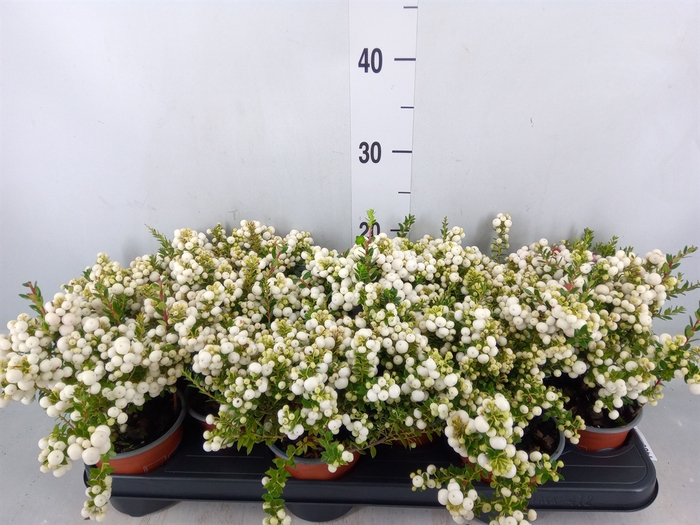 <h4>Gaultheria   ...white berry</h4>