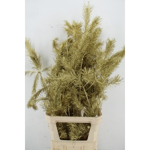 Pinus Alaska per stem 130cm Gold