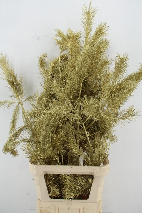 <h4>Pinus Alaska per stem 130cm Gold</h4>