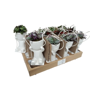 Arr.   Kamerplant Groen L%