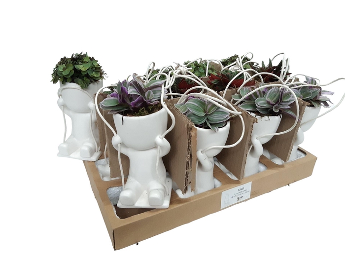 <h4>Arr.   Kamerplant Groen L%</h4>