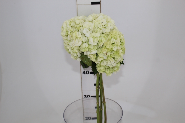 <h4>HORTENSIA BRANCA</h4>