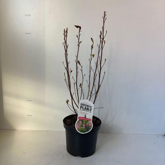 <h4>Clethra alnifolia</h4>