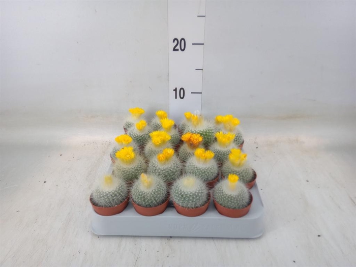 <h4>Cactus   ...</h4>