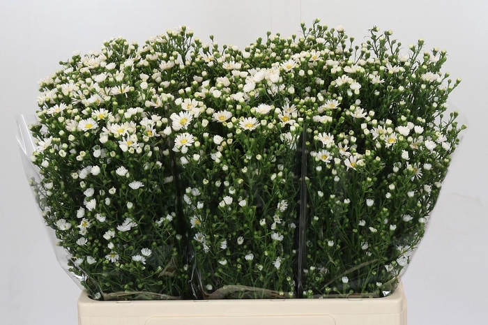 <h4>Aster Paquita</h4>