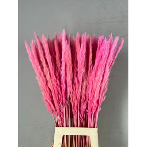 DF Pampas Silvy Bs 10pc Pink