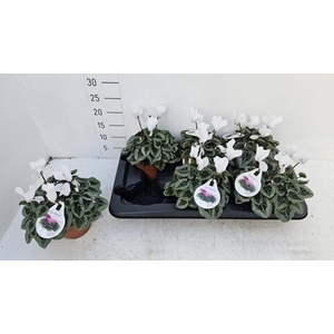 CYCL MD SUP REMBRAND