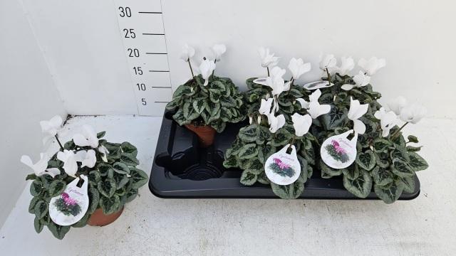 <h4>CYCL MD SUP REMBRAND</h4>