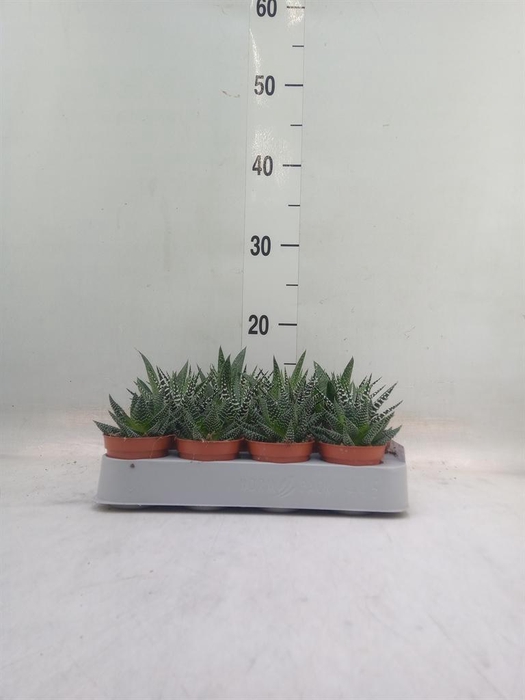 <h4>Aloe   ...mix</h4>