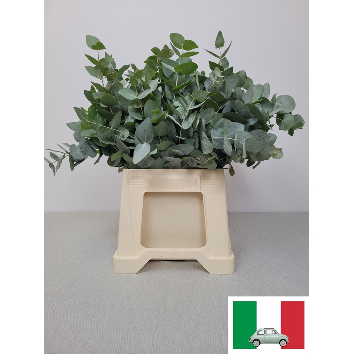 <h4>EUC CINEREA PB</h4>