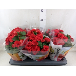 Begonia elat. DU 'Baladin'