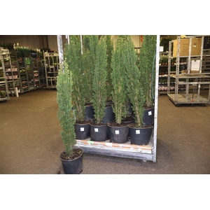 Taxus Ba Fast Robust