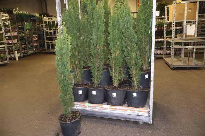 <h4>Taxus Ba Fast Robust</h4>