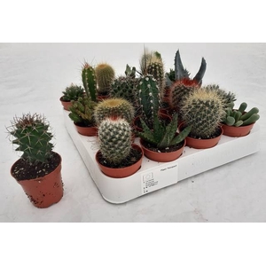 CACTUS GEM