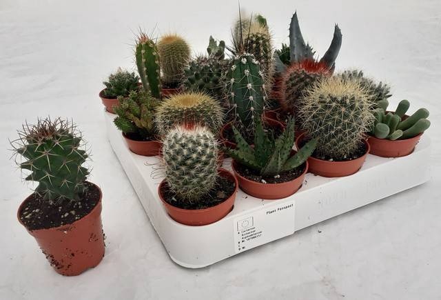 <h4>CACTUS GEM</h4>