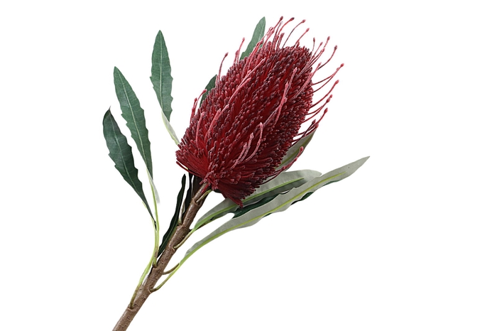 <h4>Banksia Red</h4>