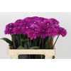 Dahlia Purple Fox