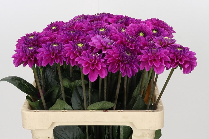 <h4>Dahlia Purple Fox</h4>