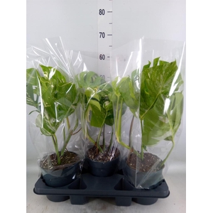 Monstera delic. 'Variegata'