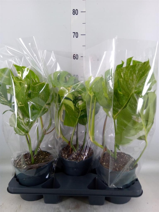 <h4>Monstera delic. 'Variegata'</h4>