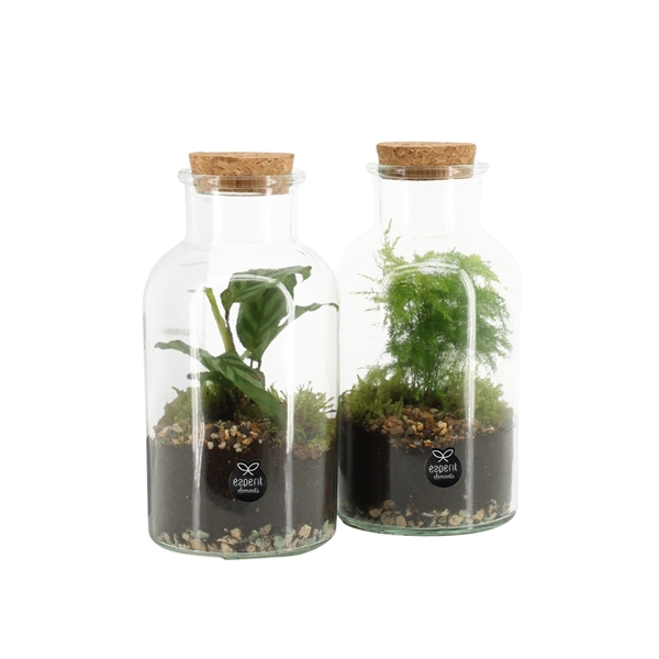 <h4>90578: Terrarium arrangement</h4>