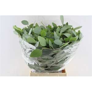Euca Populus Short 150 Gram