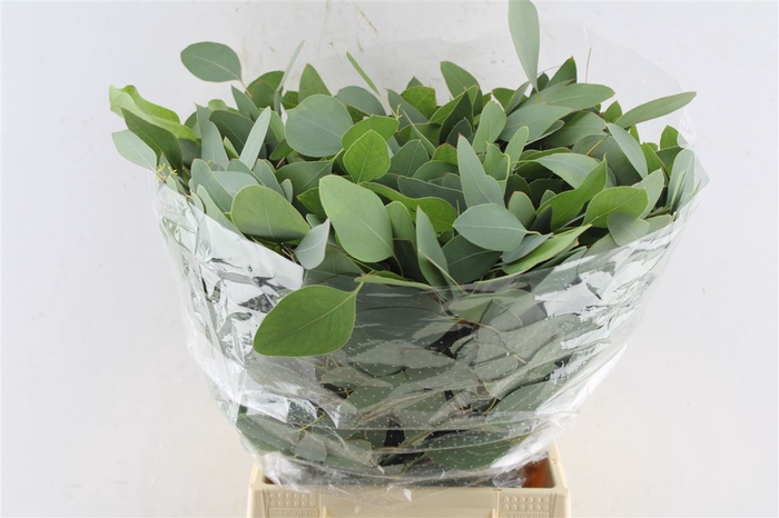 <h4>Euca Populus Short 150 Gram</h4>