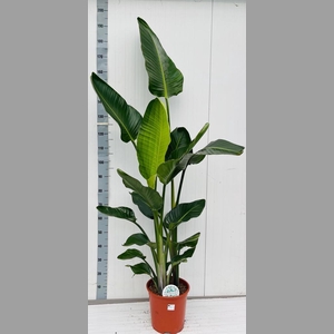 STRELITZIA NICOLAI