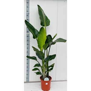 STRELITZIA NICOLAI