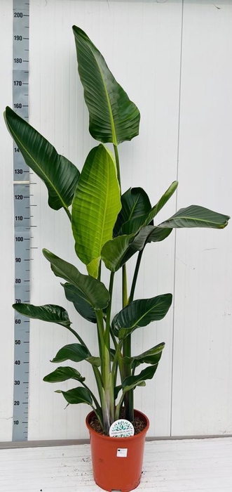 <h4>STRELITZIA NICOLAI</h4>