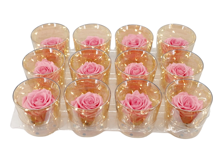 <h4>ARR ROSA POT H%</h4>