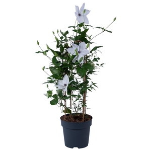 Nolina Clematis | Garland White