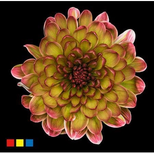 Chr T Altaj Hortensia