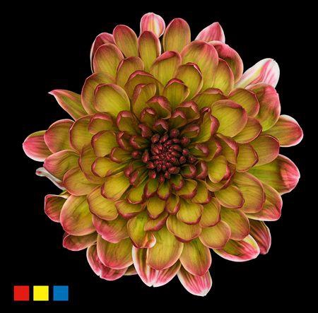 <h4>Chr T Altaj Hortensia</h4>