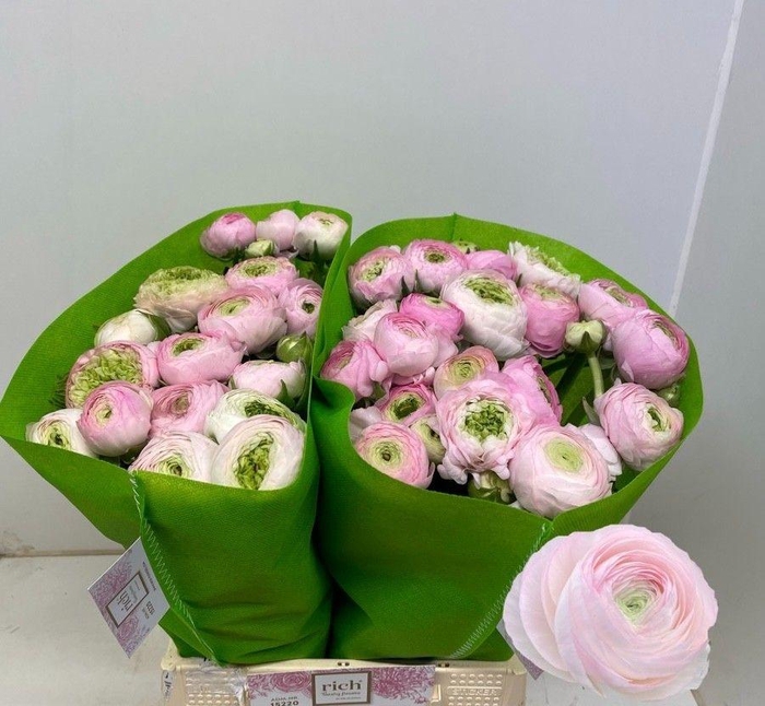 <h4>Ran Eleg Pink</h4>