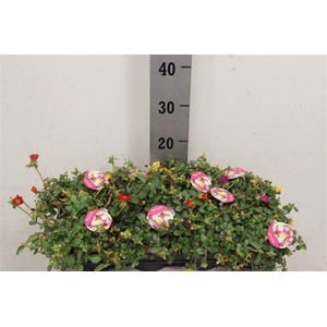 Portulaca Gem