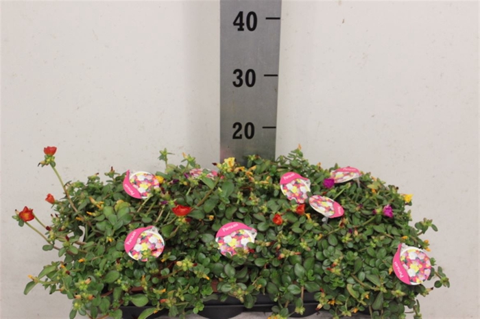 <h4>Portulaca Gem</h4>
