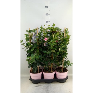 Mandevilla am. 'Sundav Db Blush Pk'