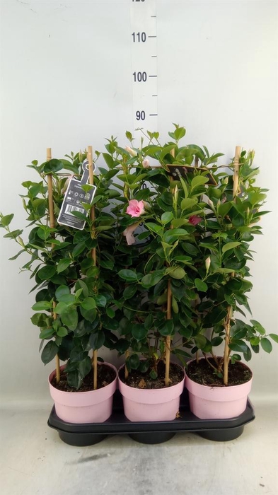 <h4>Mandevilla am. 'Sundav Db Blush Pk'</h4>