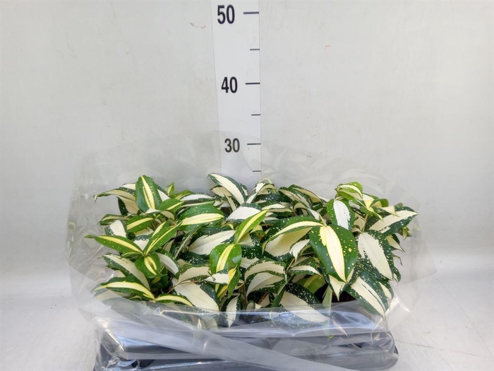 <h4>Dracaena</h4>