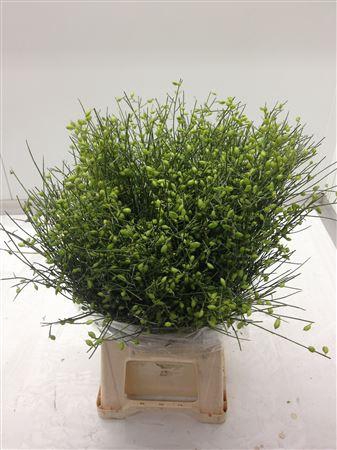 <h4>Ginsterbes Groen</h4>