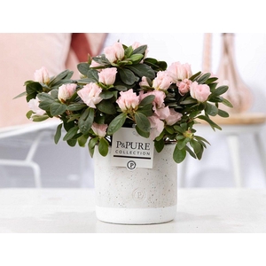 1st class Azalea pink in P&PURE Jade ceramics