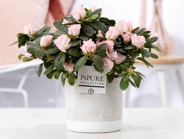 <h4>1st class Azalea pink in P&PURE Jade ceramics</h4>