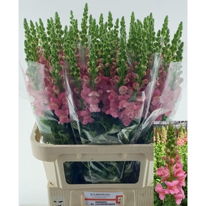 ANTIR MONACO ROSE