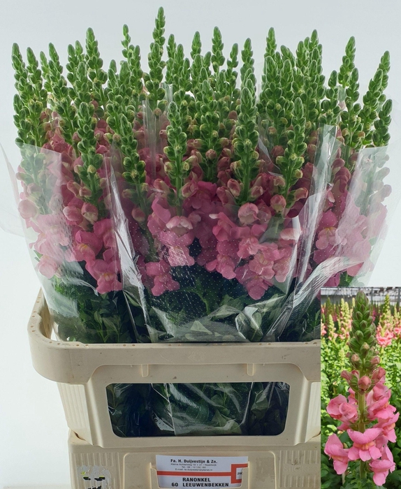 <h4>ANTIR MONACO ROSE</h4>